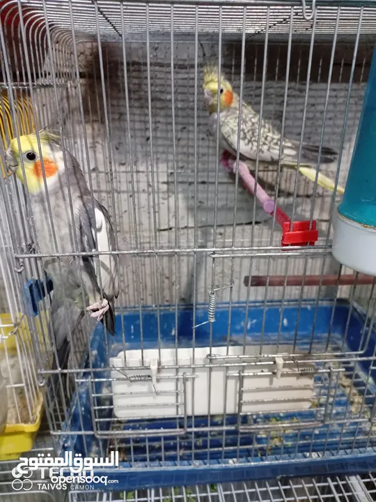 3 جواز كوكتيل 4 جواز حب جوزين روز اخضر جوزين فيشر ازرق طواير كنار 6 فراخ كوكتيل 4 شهور اليفات 16