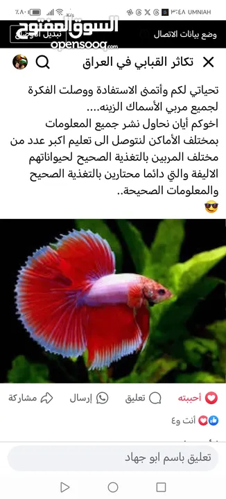 يرقات دود القبابي حي ميلوورم mealworm غذاء ممتاز بروتين حيواني لا يسبب التشحيم للطيور والاسمام