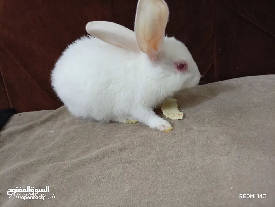ارانب كيوت للبيع حبه على اربعه نظافه كيوت للاطفال غير شامل توصيل نظافه تربيه منزليه يوجد كميه