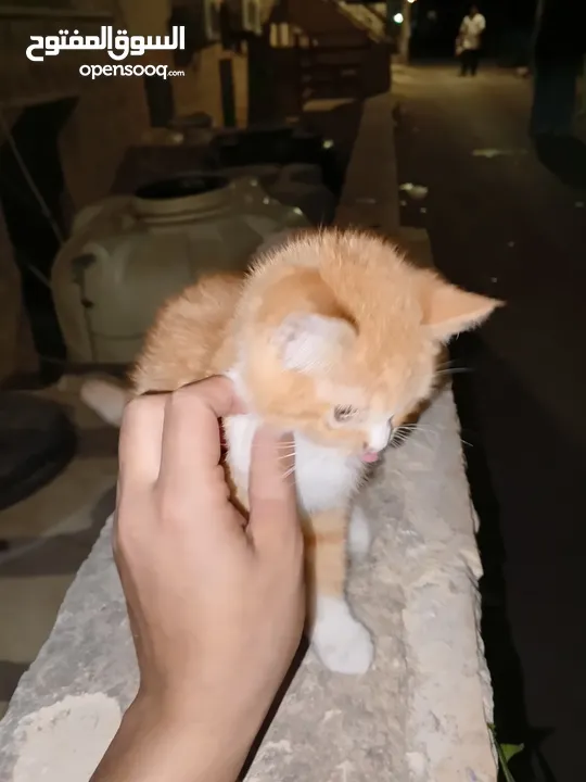 قطه للبيع العمر شهرين