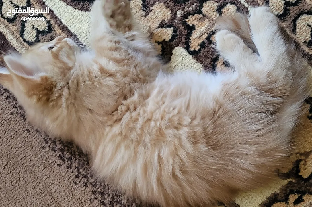 قط شيرازي فارسي