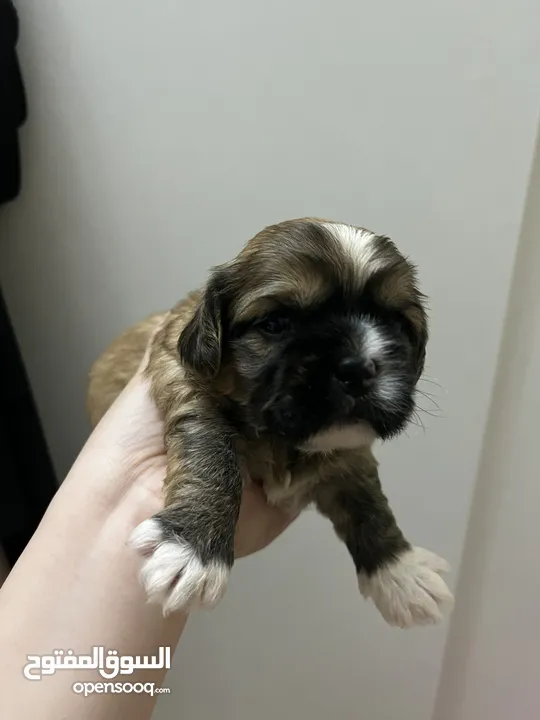 Shih tzu Available!! (1month old & 4months old)