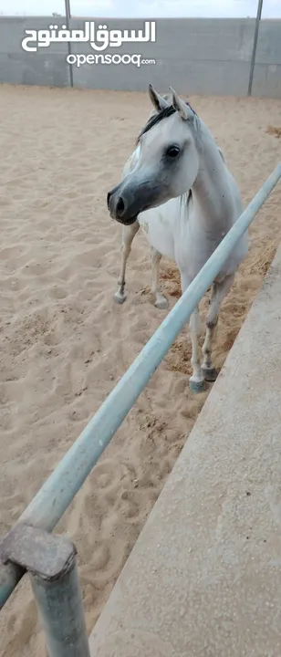 ماعز قزم سلالي فرس عربي جمال مسجله