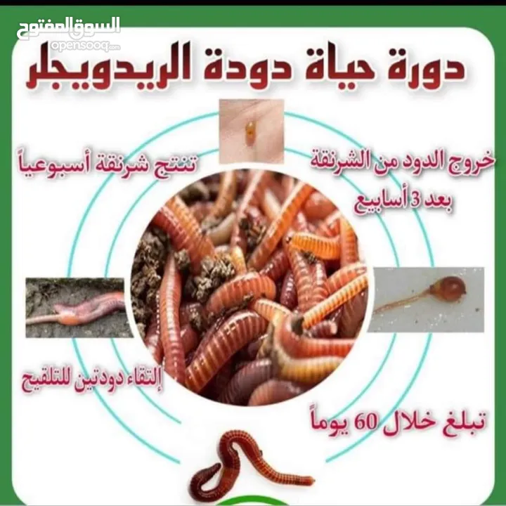 دود فيرمي كومبوست خليط بين دود الريدويجلر ودود التايجر وورم
