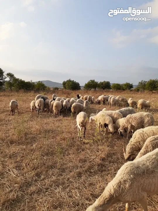 أغنام و ماعز واضاحي و عقق