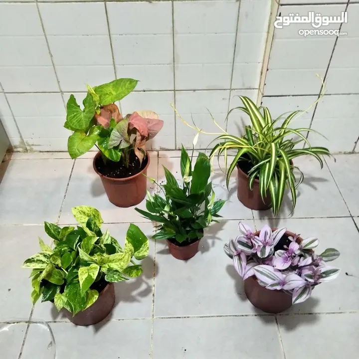 indoor airpurify plants
