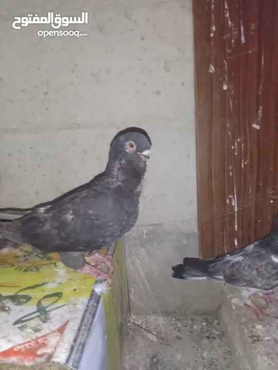 ثلث طواير للبيع