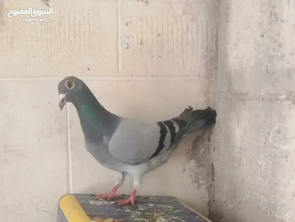 طيره زاجل زرقا محترمه