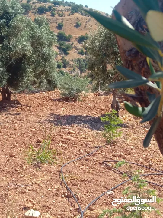 مزرعة للبيع من اراضي غرب عمان  منطقة البصة (ابو السوس ) للبيع بسعر مغري