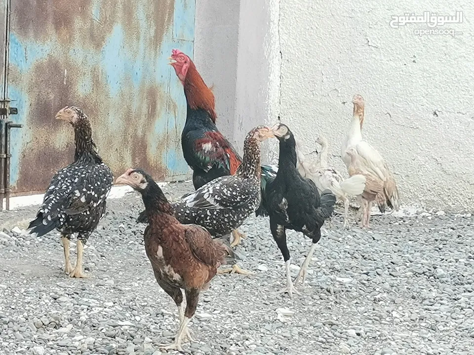 دجاج باكستاني