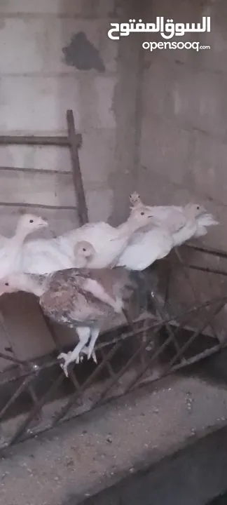 حبش ابيض العمر شهر ونص