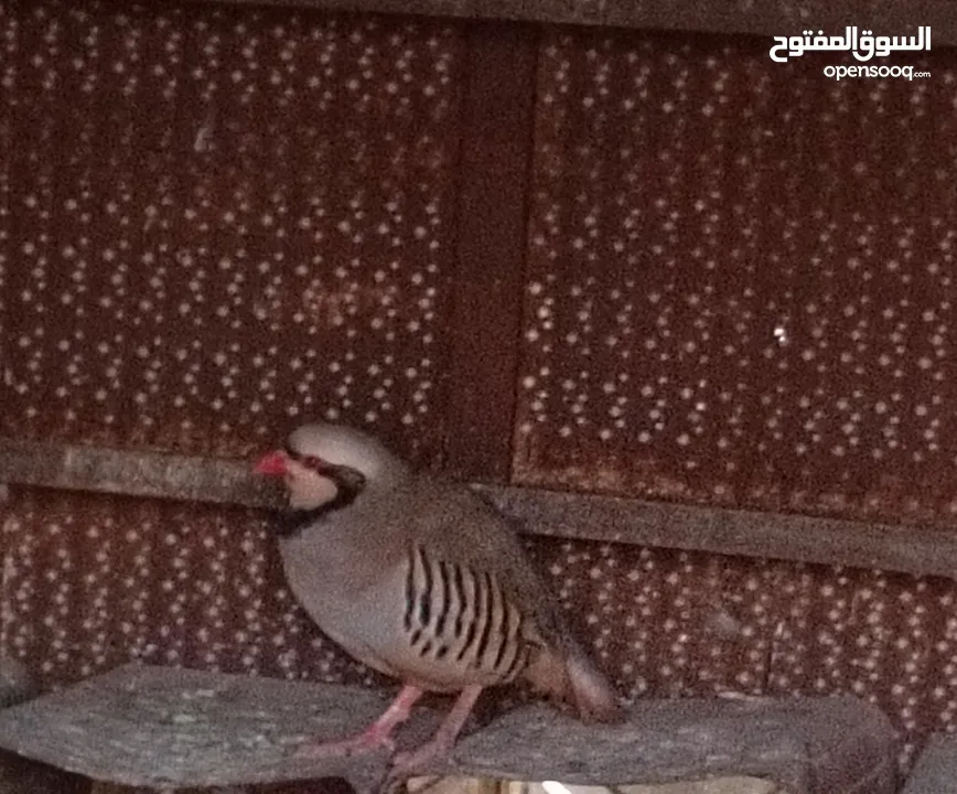 متاح في السلط