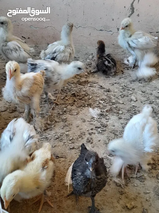 صيصان براهما مستويات عالية