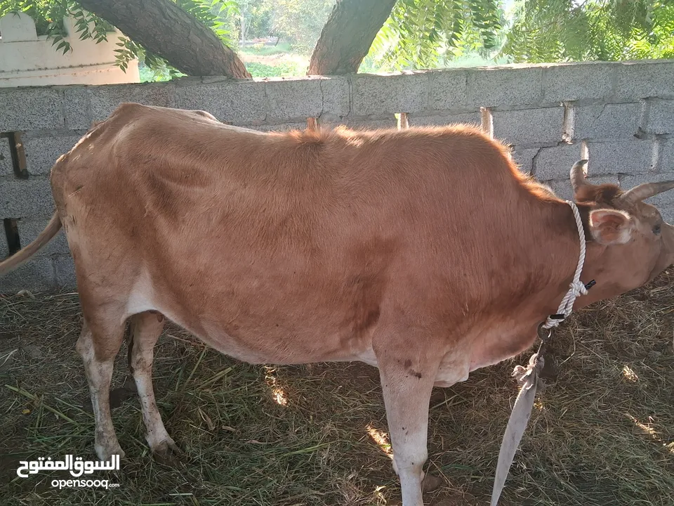 400   বা কার বিয়ে