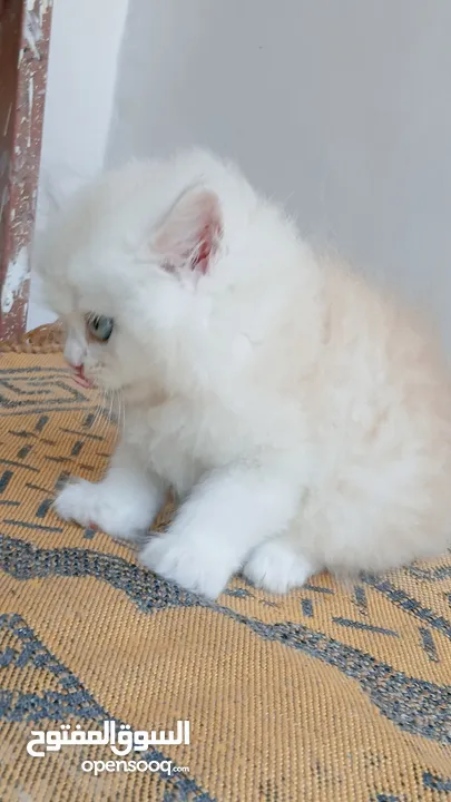 كيتنز بيرشن بيور مدربين ومطعمين حشرات 47 يوم