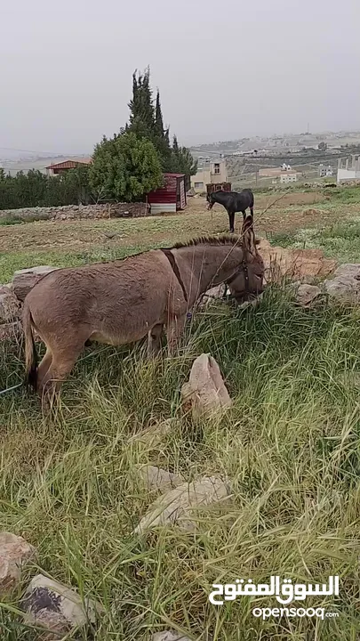 حمار فحل نخب للبيع