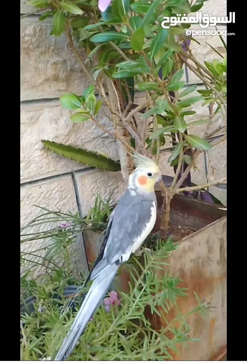 جوز كوكتيل شغال 100% لاتينو