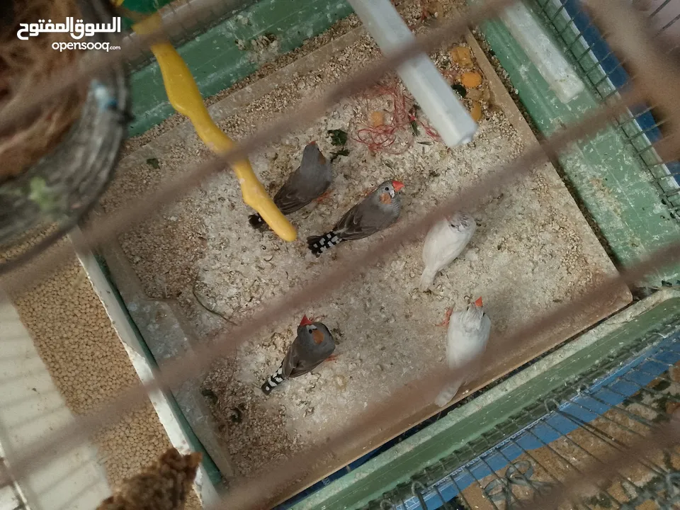 طيور فنقز للبيع