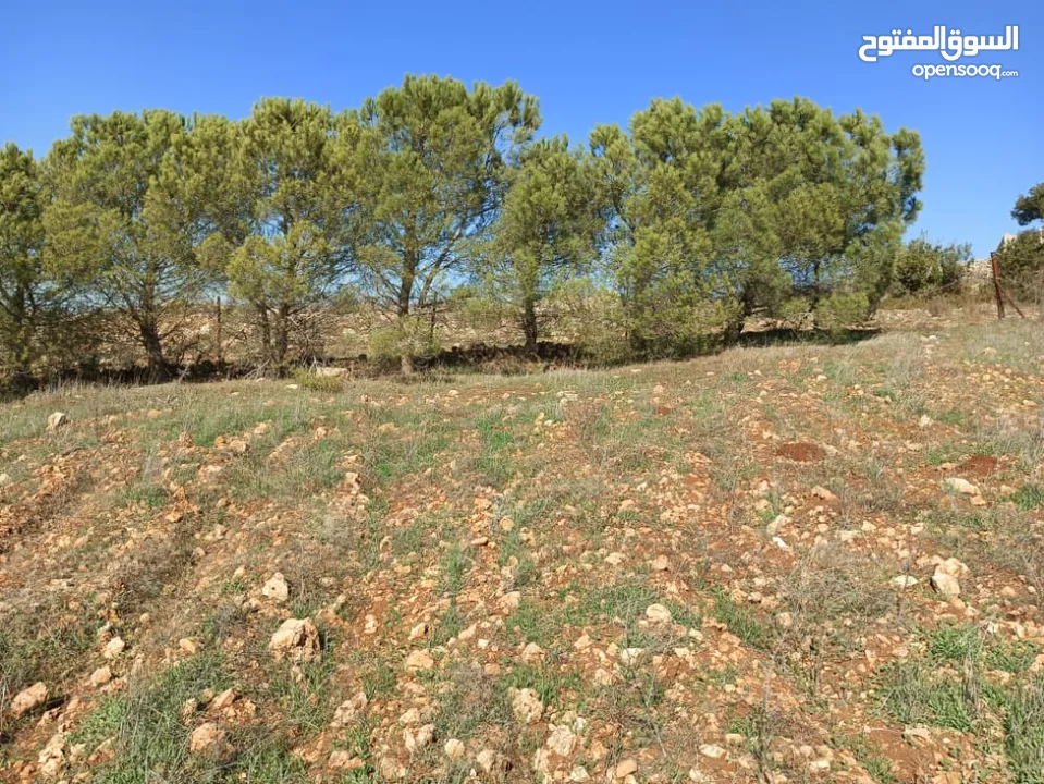 مزرعه  للبيع ..منطقه مرتفعه..وماله.. مشجره...تحتوي 2 بير ماء...مزرعة دواجن 5 آلاف طير...مخدومه كهربا