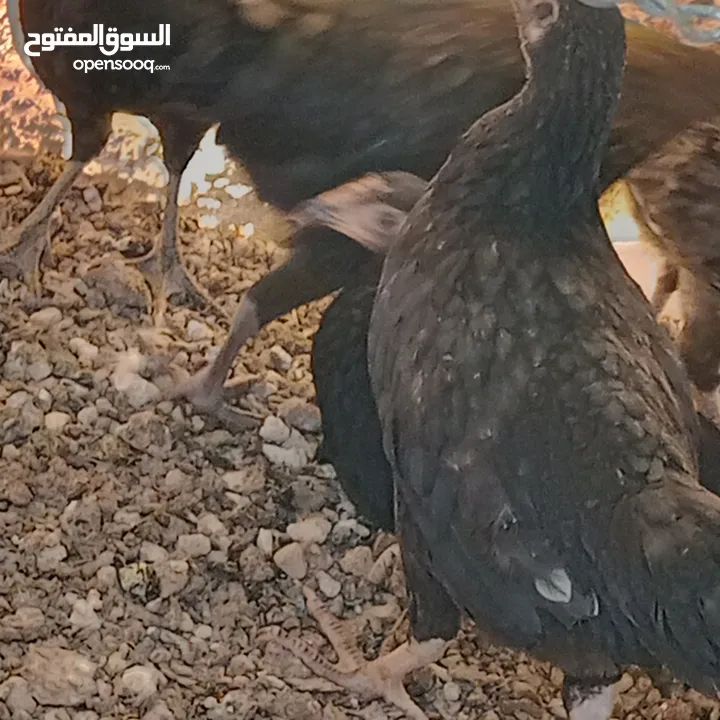 فراخ للبيع السلط