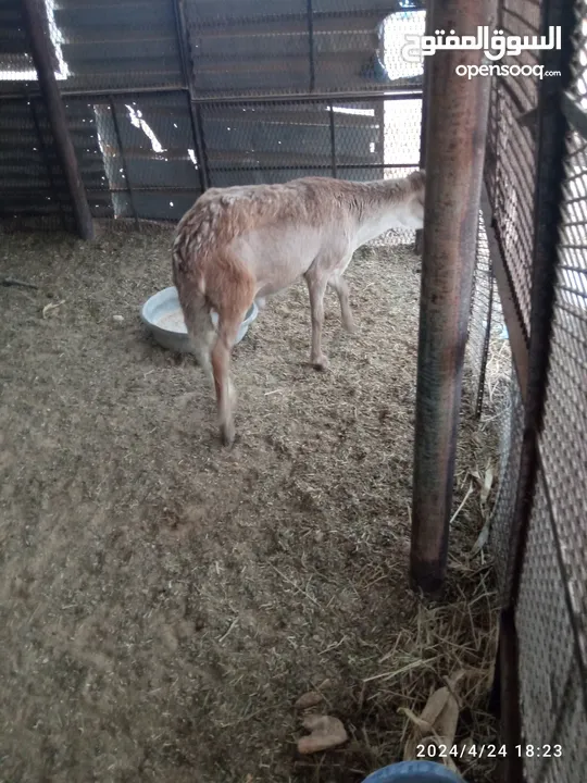 خروف سوداني للبيع مش مبدل