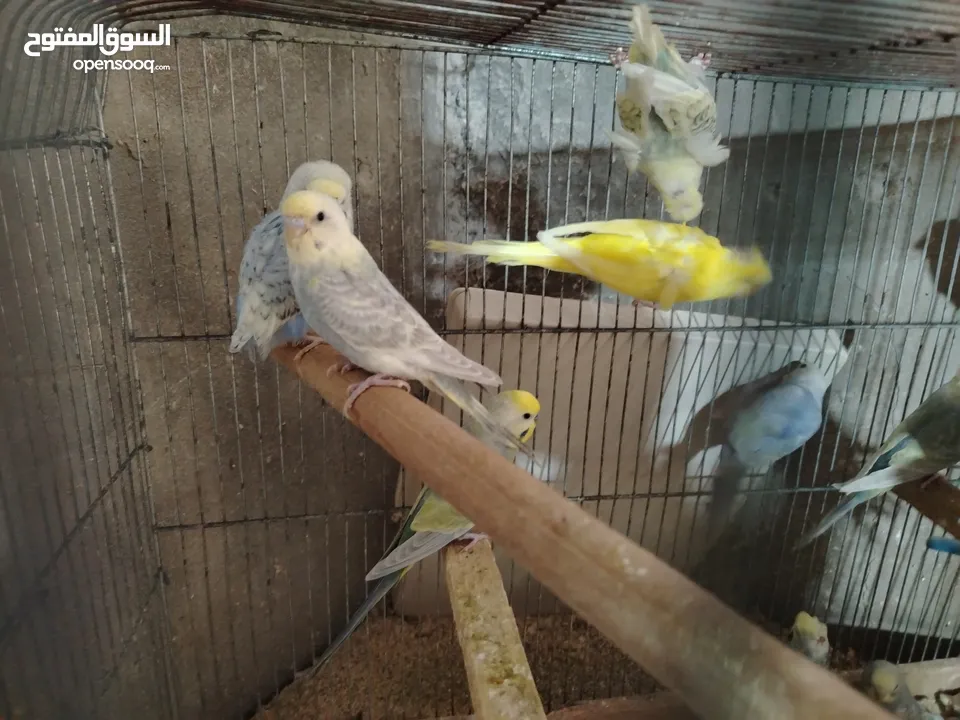 طيور حب رينبو وهوقو رومو للبيع