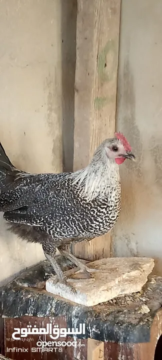 ديك للبيع العر 4 شهور