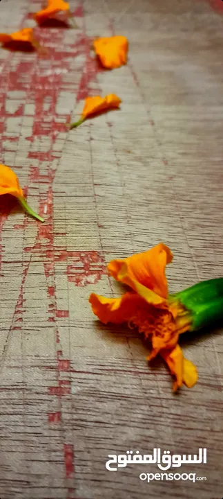 صور ورد طبيعي