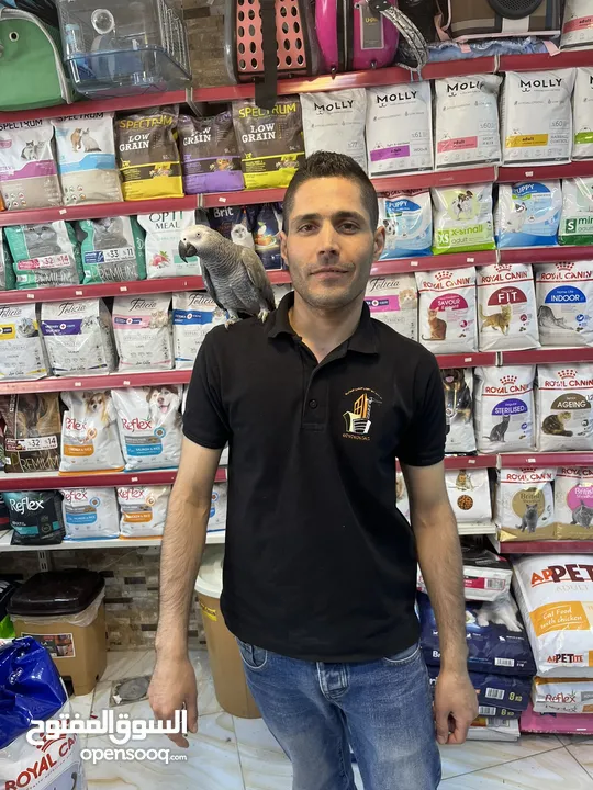 كاسكو حجل دهبي أليف متكلم راقص هدد تابع الوصف