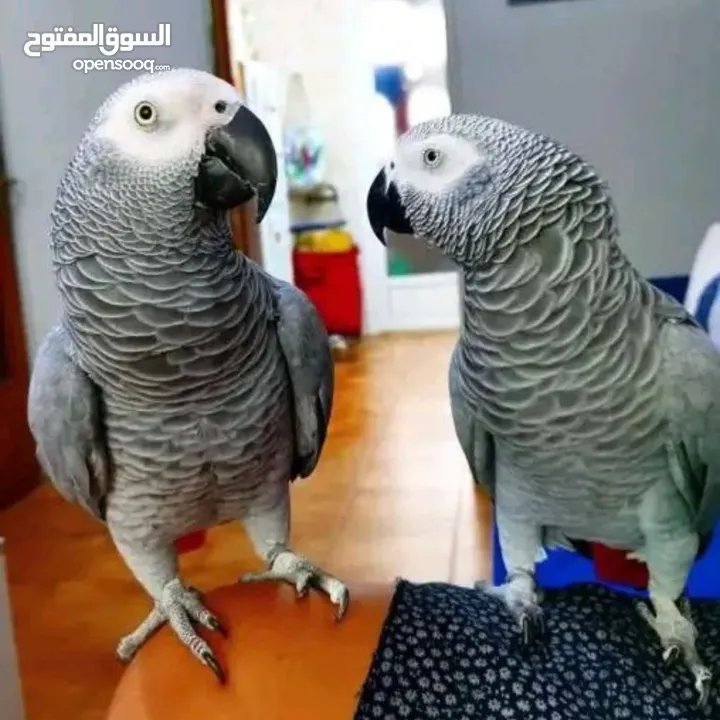 Lovely African gray parrots birds