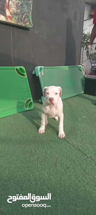 pitbull size XXXL puppy 4 month