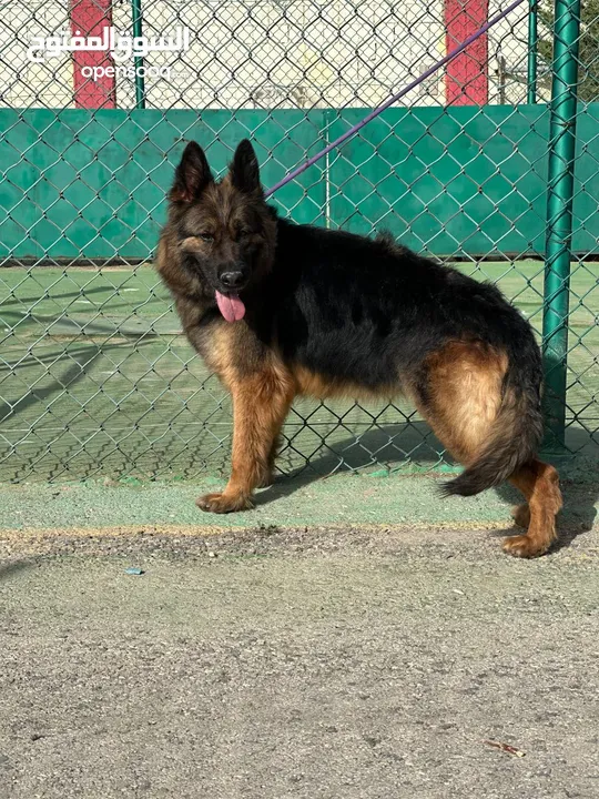 German shepherd