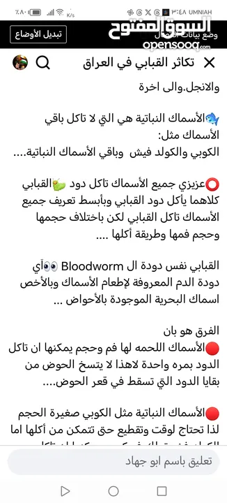 يرقات دود القبابي حي ميلوورم mealworm غذاء ممتاز بروتين حيواني لا يسبب التشحيم للطيور والاسمام