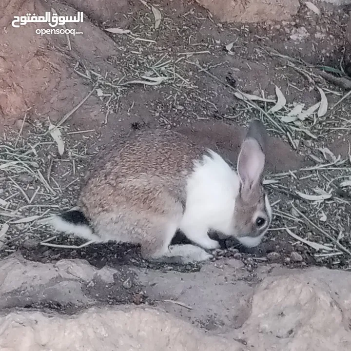 ارانب بلدي للبيع اقرا الوصف