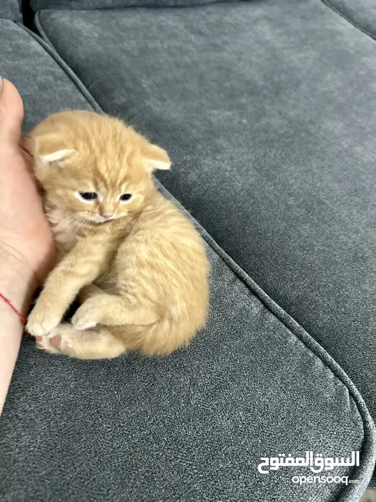 Scottish fold and straight,male and female