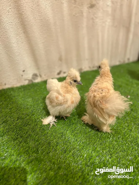 دجاج سلكي silkie chickens