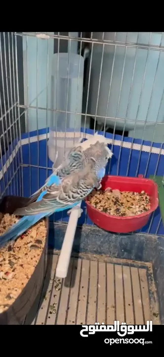 جوز هوقو رومو شغال كفاله الفحل حجم جامبو دبل كريس