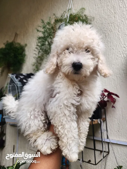 MiNi Poodle Male Puppy