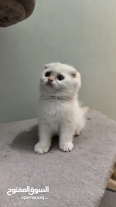 Scottish fold female  انثى سكوتش فولد