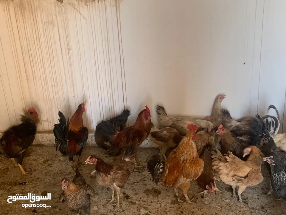 دجاج عربي بياض