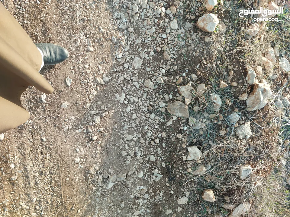 ارض على شارع رئسي بين الدير وأم التوت زيتون وللبناء جبلية وكاشفة
