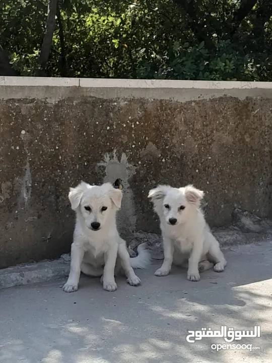 Pure white Loulou puppies for sale-3 months old- /puppy