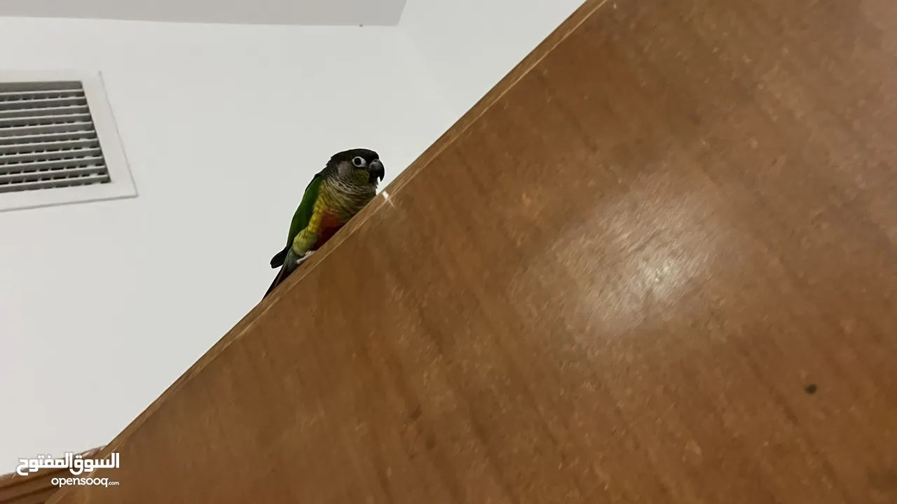Green cheeked conure parrot