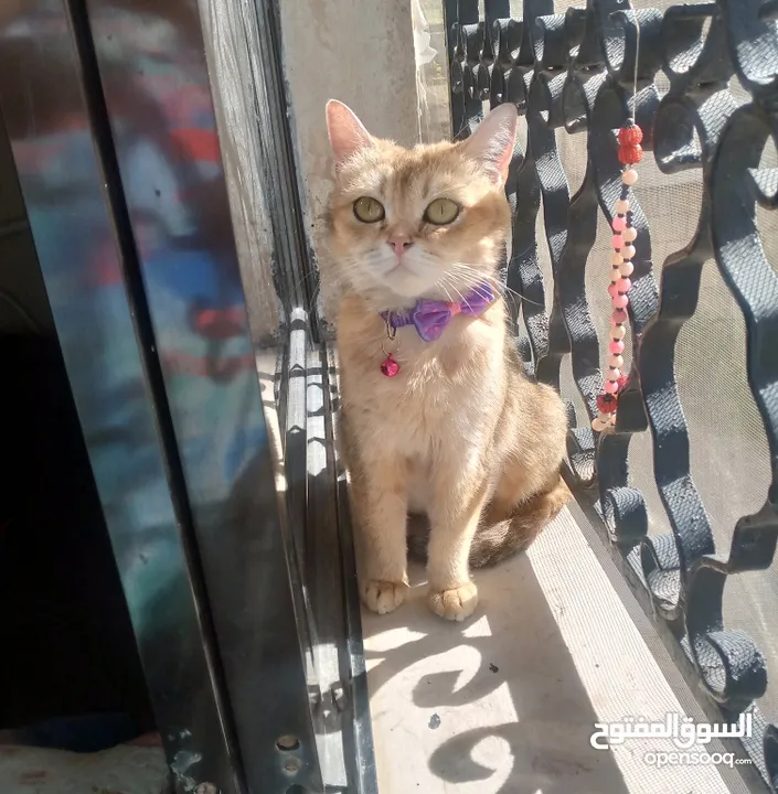 انثى سكوتش جولدن ny12 عمر سنه ونص منتجه وإنتاجها بجنن بيور ميه بالميه متعوده على اللتر بوكس