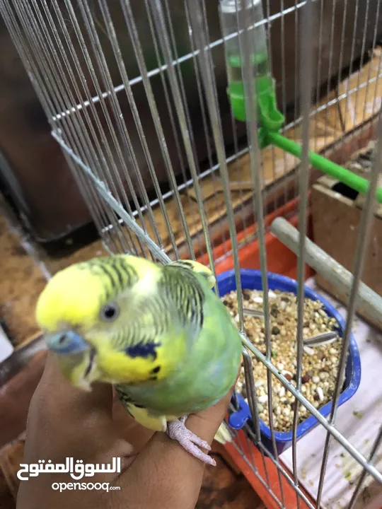 فحل حب شبه الف سعر مغري جدااا