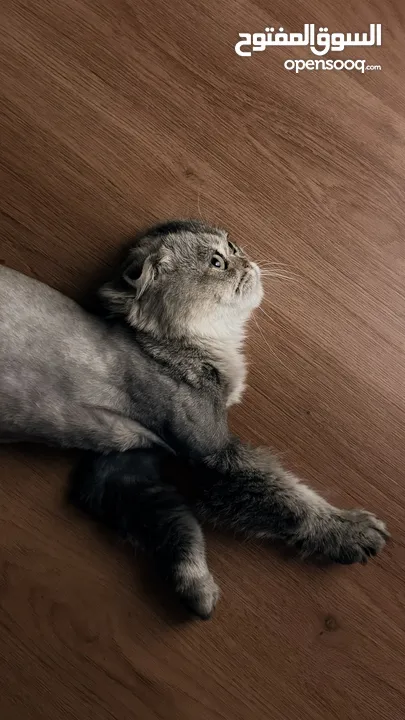 قطط سكوتش فولد  Scottish fold
