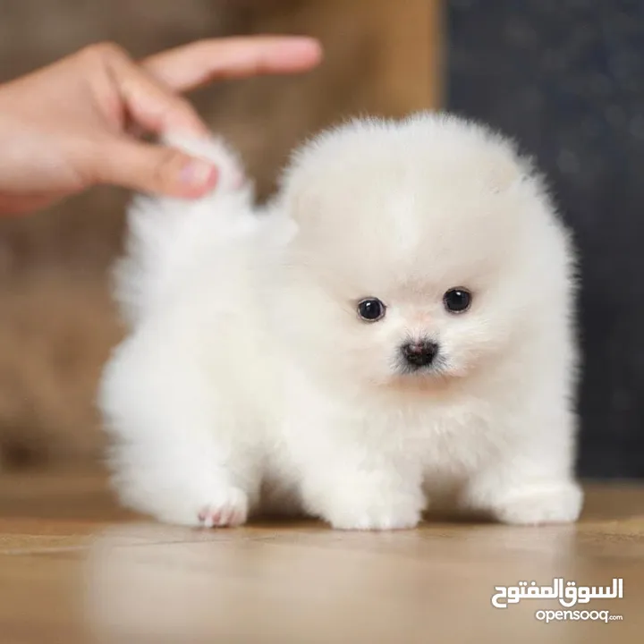 Excellent Teacup Pomeranian Puppies For Sale