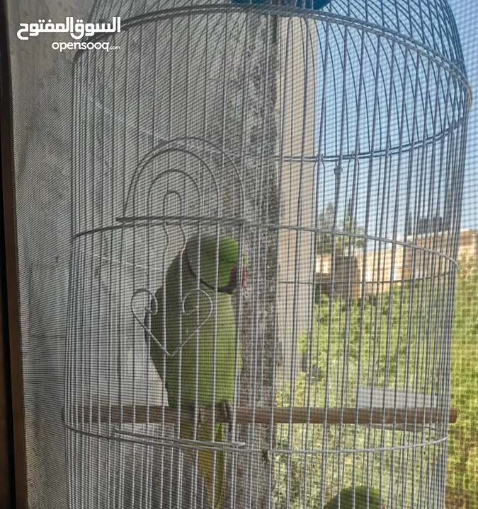 شيكو  ببغاء درة هندي يقلد صوت القطة  وسكر ا تصفر وتحاول الكلام مع قفص واكل التوصيل داخل نابلس بعشرين