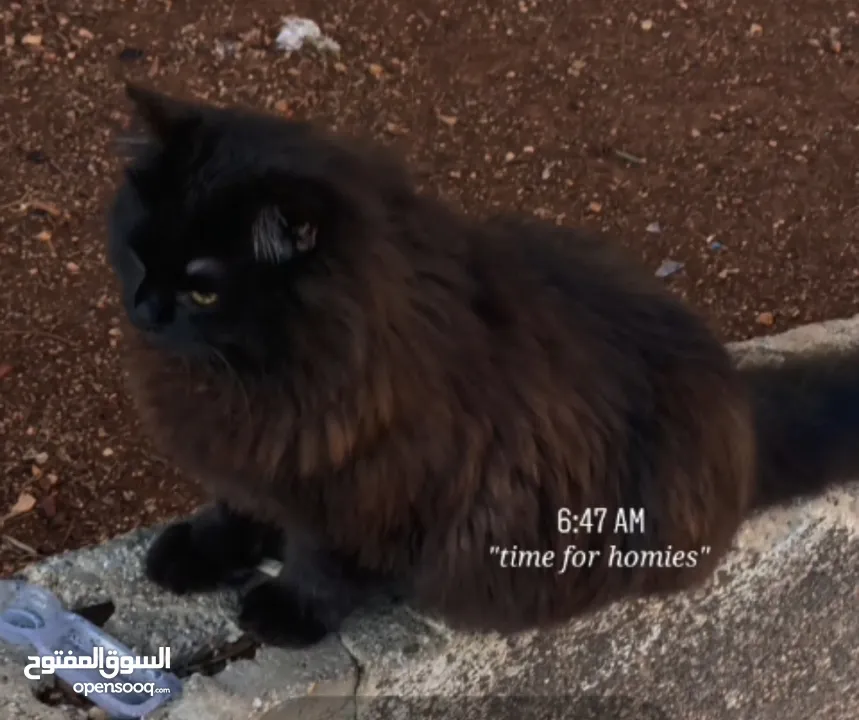 قط اسود ذكر شيرازي