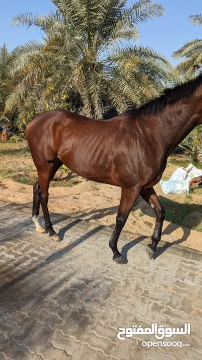 throughbred horse flat racing